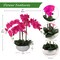 2-Pack 20" Fuchsia Phalaenopsis Orchids | Artificial Flowers in Sleek Round White Pots – Vibrant Modern Home & Office Decor
